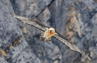 Bartgeier im Flug | © Hansruedi-Weyrich