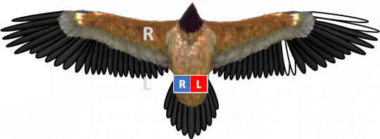 Bleichmuster und Ringe von Bartgeier Recka, der linke Ring ist blau, der rechte rot. Die gebleichten Federn sind bei Recka am Rand des rechten Flügels | © IBM