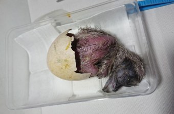 Frisch geschlüpfter Bartgeier liegt noch halb in der Schale | © Toni Wegscheider