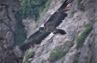 Bartgeierdame Bavaria in ihrem Element | © David Schuhwerk LBV