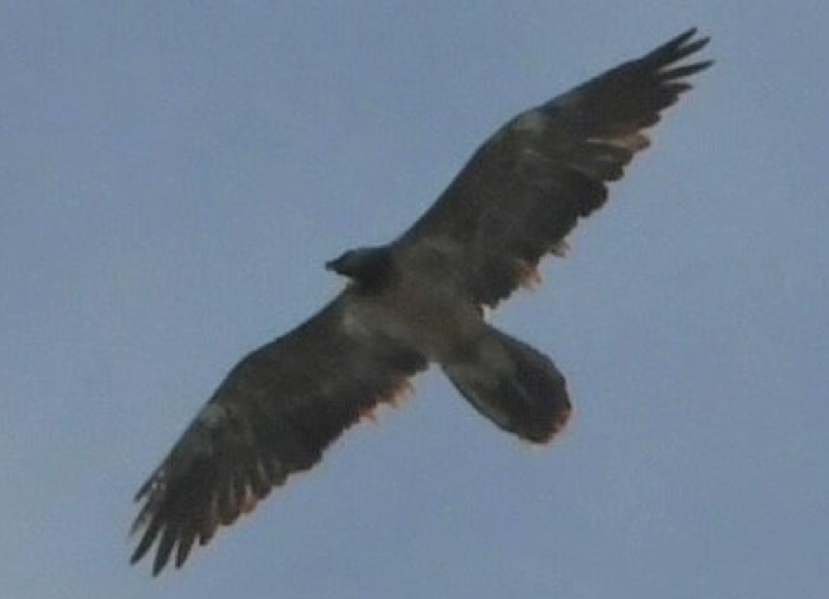 Bavaria am 11.03.25 | © David Schuhwerk