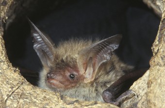 Bechsteinfledermaus schaut aus einer Baumhöhle heraus | © Thomas Stephan