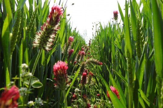Blühsaat in Weizen | © D. Chalwatzis