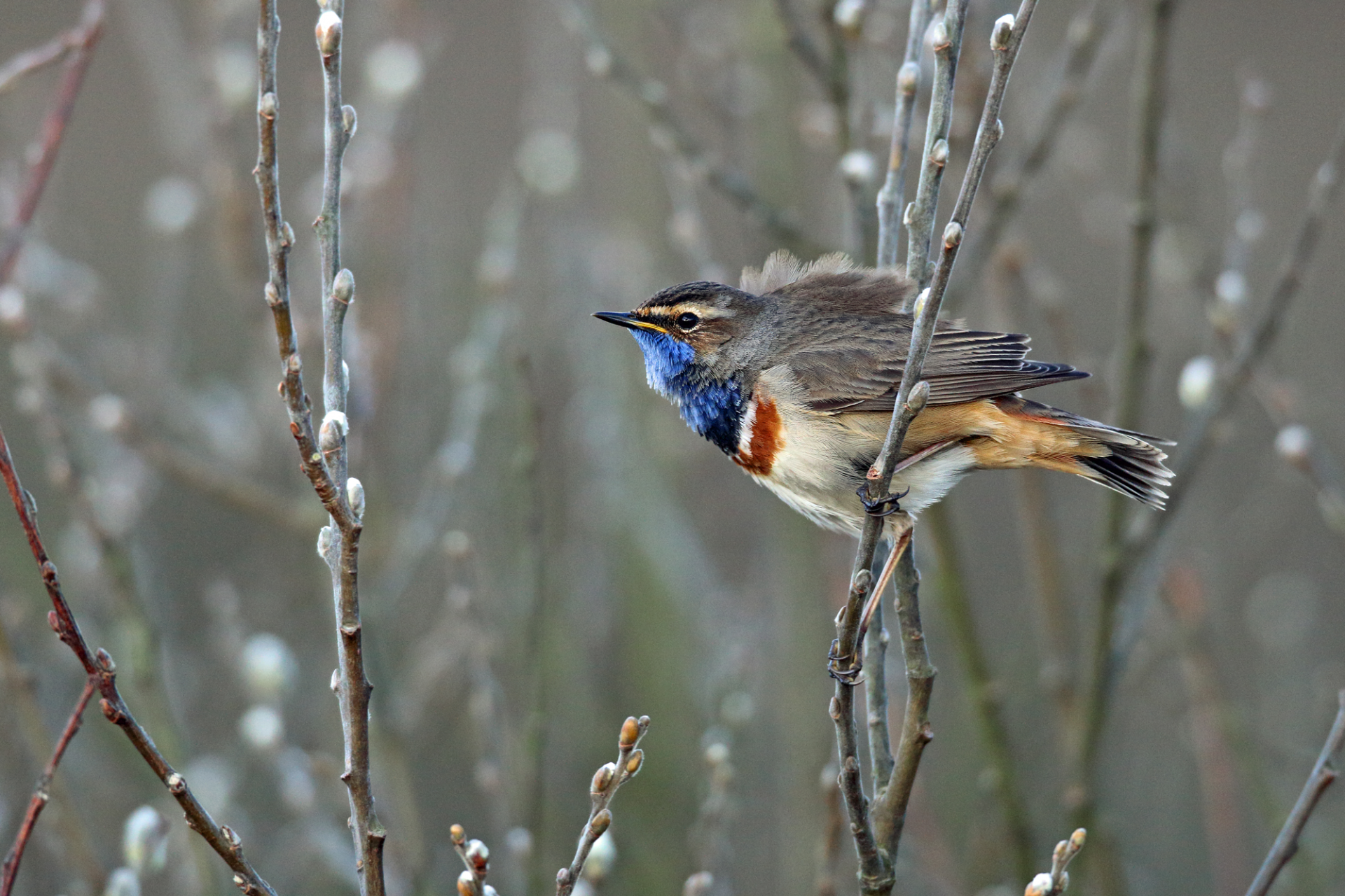Blaukehlchen sitzt auf einem Zweig mit Weidenkätzchen | © Frank Derer