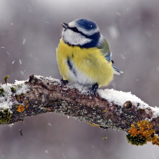 Blaumeise sitzt auf einem Ast und es schneit. Sie schaut nach links oben | © Martin Fischhaber