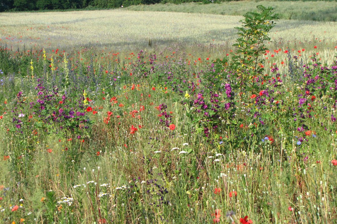 Blühfläche an einem Acker | © Thomas Staab