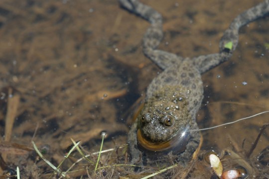 Gelbbauchunke im Wasser | © Dr. Eberhard Pfeuffer