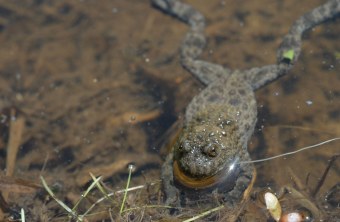 Gelbbauchunke im Wasser | © Dr. Eberhard Pfeuffer