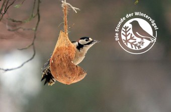 Buntspecht | © Ingo Rittscher