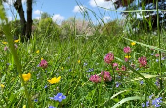 Miesbach | © Christa Glonner (Miesbach)