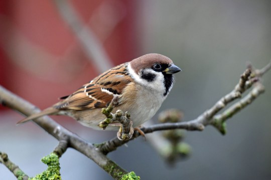 Feldsperling auf Ast | © Christiane Köllner-Krüger
