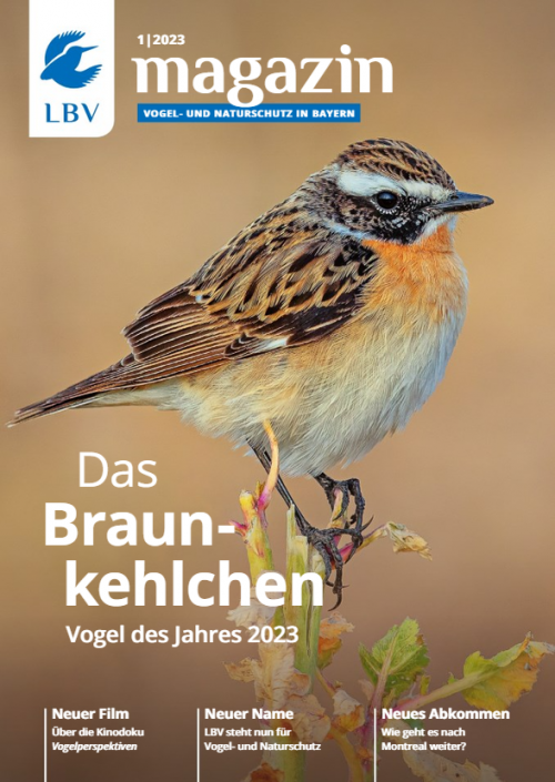 Cover LBV Magazin Ausgabe 01/2023 mit einem Braunkehlchen - Vogel des Jahres 2023