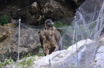 Dagmar sitzt neben dem Zaun | © Markus Leitner