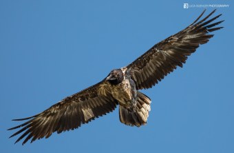 Dagmar in der Schweiz im August 2023 | © Luca Buehler
