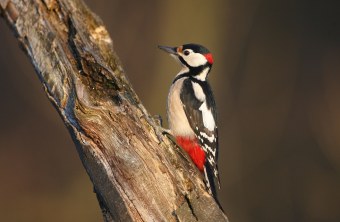 Porträt eines Buntspechts | © Zdenek Tunka