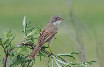 Dorngrasmücke-Männchen von hinten auf einer Pflanze, sie schaut nach rechts | © H. u. H. Zinnecker