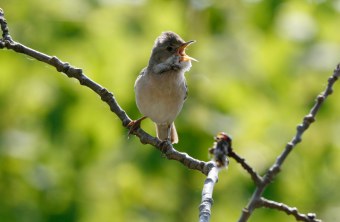 Dorngrasmücke sitzt auf einem Ast und singt | © Hans-Joachim Fünfstück