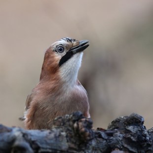 Eichelhäher in halber Aufnahme, schaut nach rechts | © Peter Auernhammer