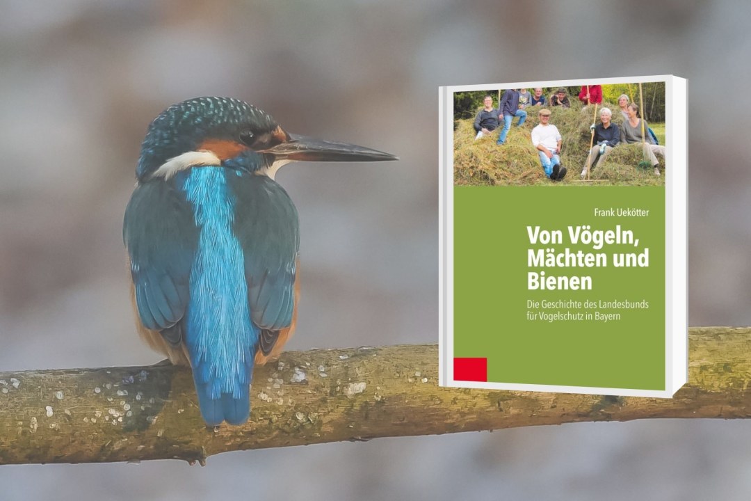 Eisvogel mit LBV-Buch auf der rechten Seite | © André Turiaux