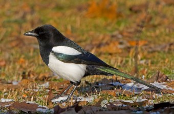 Elster auf einer belaubten Wiese | © Andreas Hartl