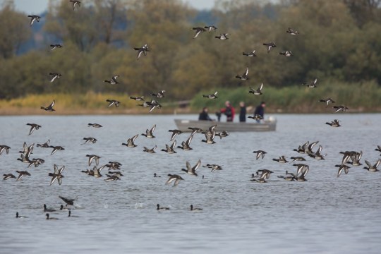 Enten_am_Chiemsee | © Andreas Hartl