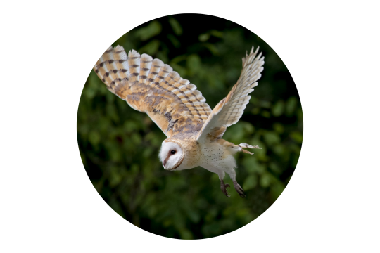 Schleiereule von Marcus Bosch