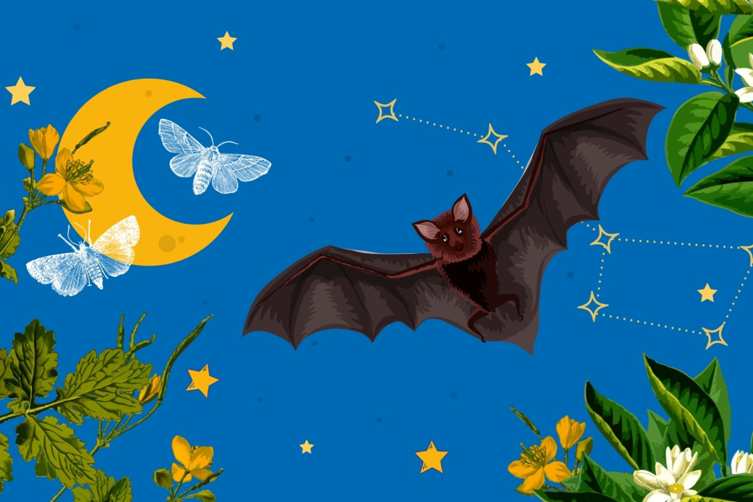 Familienprojekt Naturschwaermer Titelbild August  | © Naturschwaermer