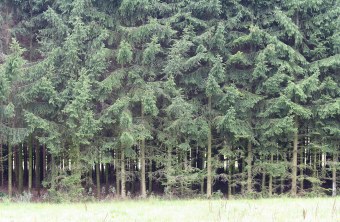 Fichtenwaldmonokultur | © Peter Bria