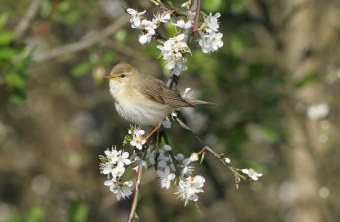 Fitis auf einem Ast mit Blüten | © Hans-Joachim Fünfstück