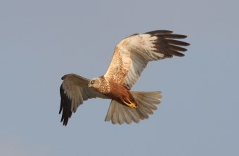 Rohrweihe im Flug | © Zdenek Tunka