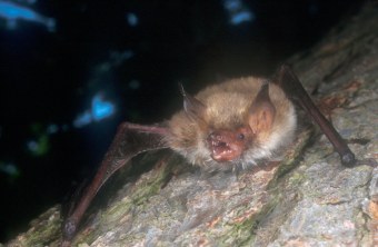 Fransenfledermaus | © Dr. Andreas Zahn