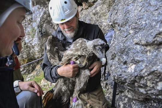 Franziska Lörcher, Michi Knollseisen und Bavaria am Tag der Auswilderung| © Hansruedi Weyrich
