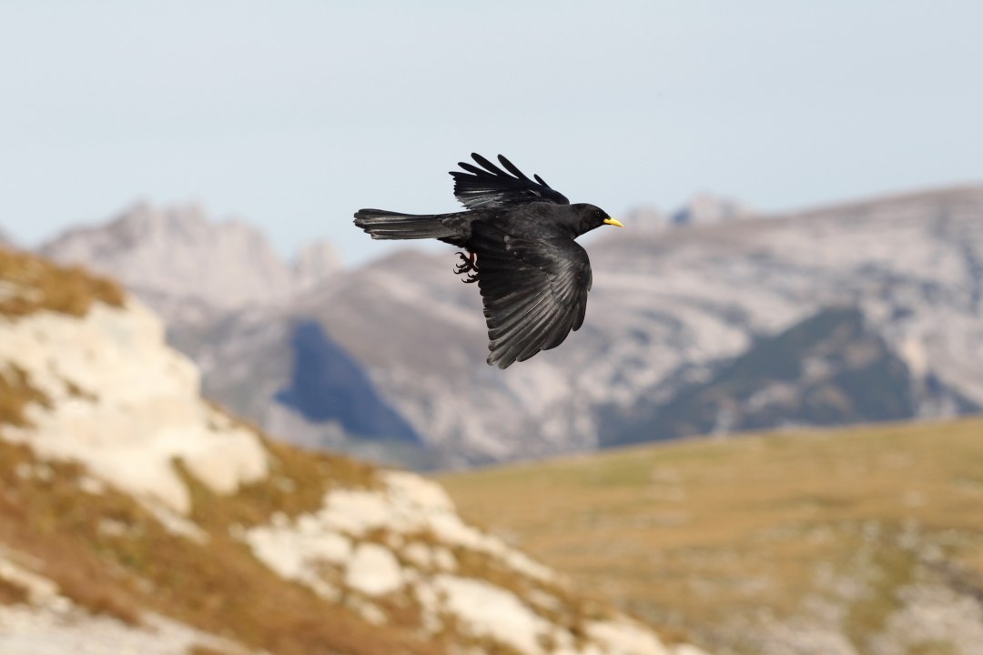Fliegende Alpendohle | © Dieter Hopf
