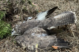 Totfund Mäusebussard in Straubung Bogen | © Bettina Schröfl