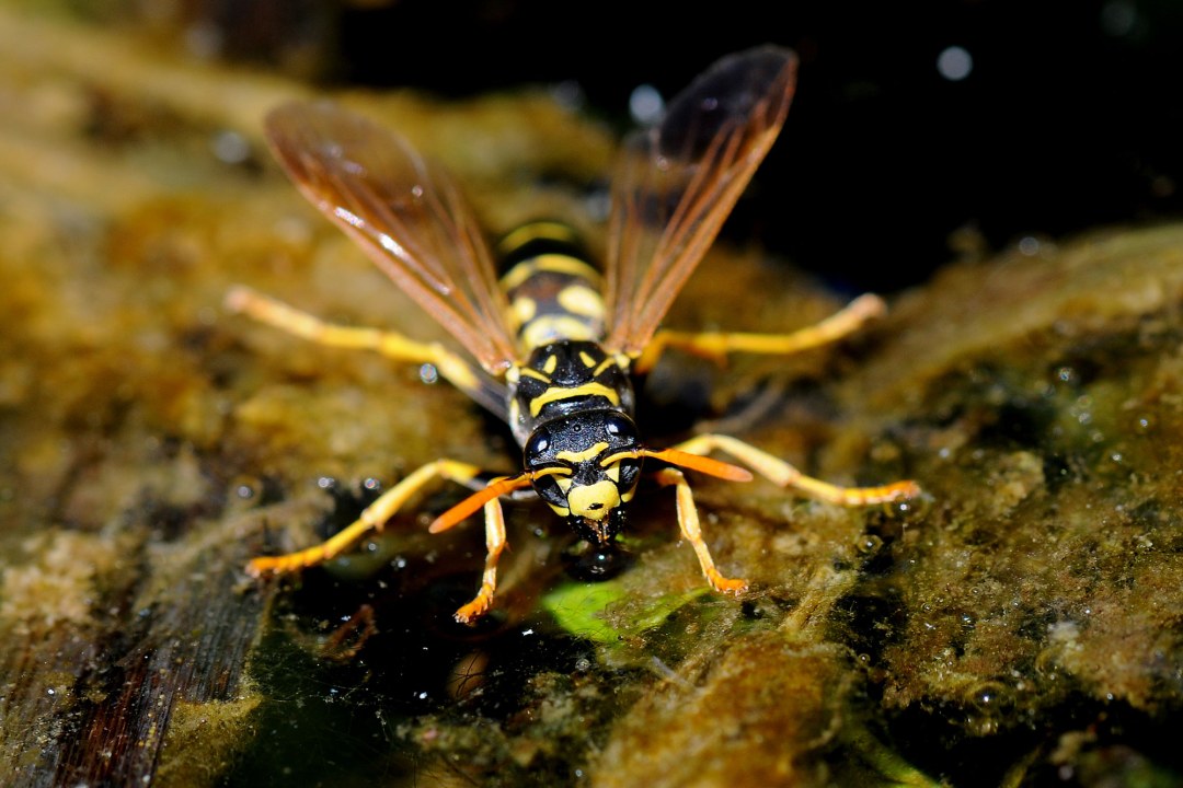 Trinkende Gallische Feldwespe | © Dr. Eberhard Pfeuffer