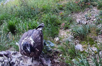 Generl im Horst | © LBV-NPV-Bartgeierwebcam