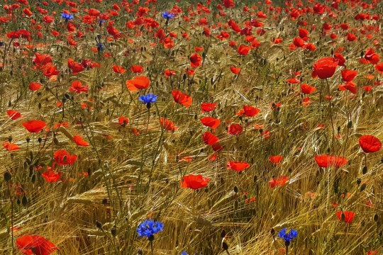 Gerstenfeld mit Klatschmohn und Kornblume | © Patricia Danel