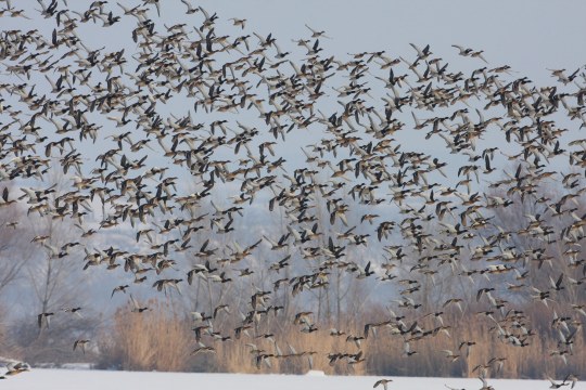 Großer Schwarm Stockenten | © Zdenek Tunka