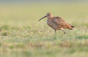 Großer Brachvogel auf einer Wiese | ©  Gunther Zieger