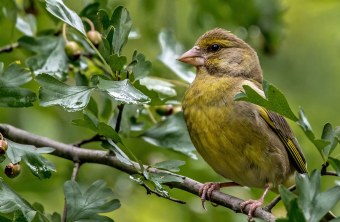 Grünfink auf einem grünen Ast | © Carl-Peter Herbolzheimer