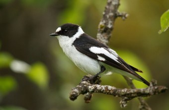 Der Halsbandschnäpper hat eine weiße Unterseite, einen weißen Fleck über dem Schnabel und weiße Flügelbinden, der Rücken und Kopf sind schwarz | © Rosl Rößner