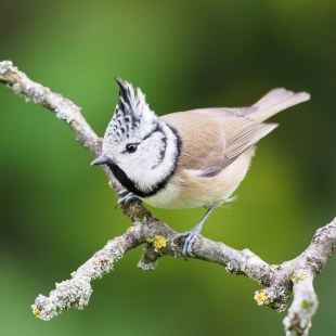 Haubenmeise sitzt auf einem Ast | © Tim Bayer