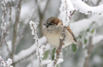 Haussperling sitzt auf einem dünnen, schneebedeckten Ast | © Zdenek Tunka