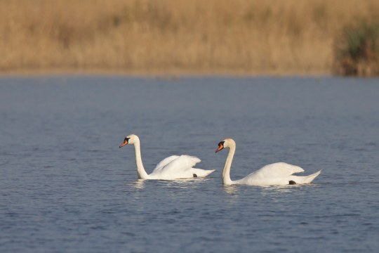 Zwei Höckerschwäne auf dem Wasser | © Marcus Bosch