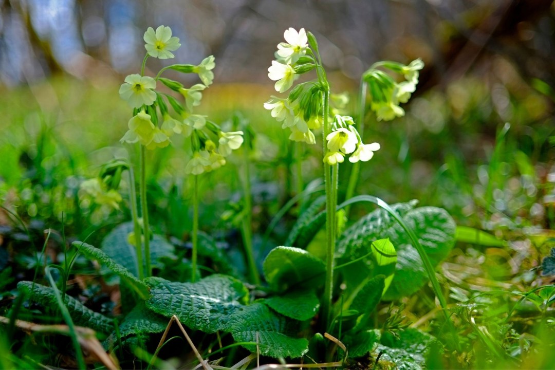Hohe Schluesselblume | © Ingo Rittscher