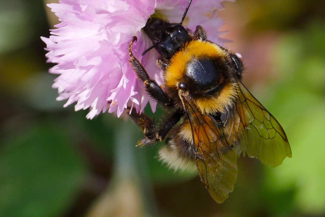 Hummel | © Michael Schiebelsberger