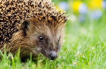 Igel im Gras | © Andreas Giessler