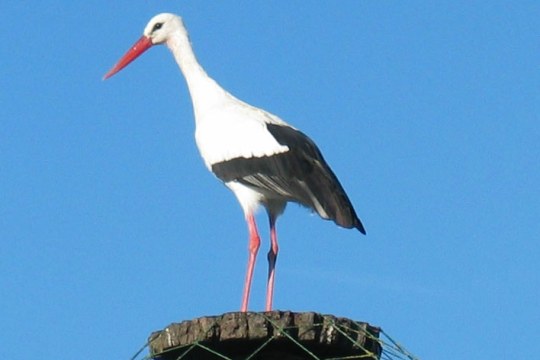 Weißstorch Jacko | © LBV