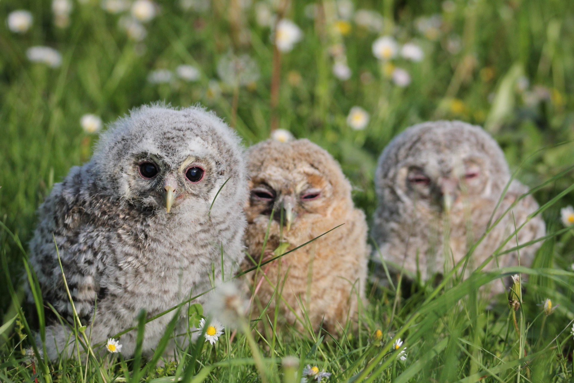 Drei flauschige Käuzchen sitzen gemeinsam im Gras der LBV-Vogelstation | © Ferdinand Baer