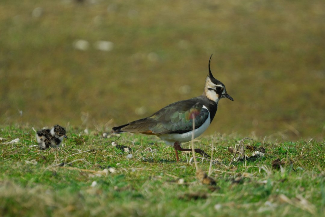 Kiebitz läuft auf einer Wiese, hinter ihm ein Kiebitz-Jungvogel | © Henning Werth